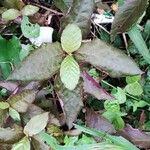 Alternanthera brasiliana ഇല