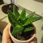 Aloe perfoliataЛіст