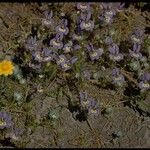 Downingia insignis Hábito