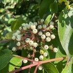 Cornus amomumफल