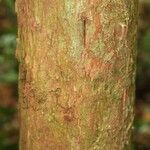 Pouteria brachyandra Bark