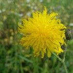 Sonchus arvensisFlower