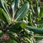 Pittosporum viridiflorum 葉