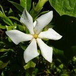 Gardenia jasminoides ফুল