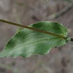 Panicum hirtum Leaf