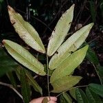 Paramachaerium gruberi Leaf