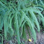 Gleichenella pectinata Hoja