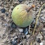 Calophyllum calaba Fruchs