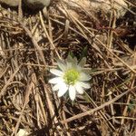 Anemone berlandieri 整株植物