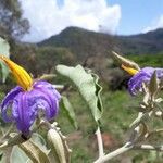 Solanum lycocarpum Цвят