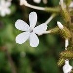 Plumbago zeylanica 花