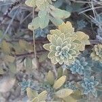 Haplophyllum linifolium Leaf