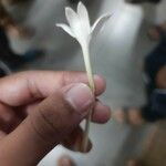 Millingtonia hortensis Floro