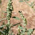 Chenopodium berlandieri Foglia