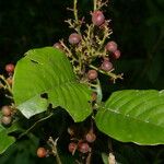 Davilla nitida Çiçek