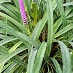 Arpophyllum giganteum Flor