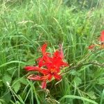 Crocosmia paniculata Flower