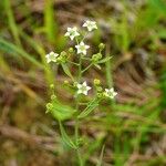 Thesium linophyllon Flor