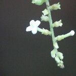Gonzalagunia dicocca Λουλούδι