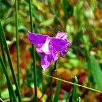 Calopogon tuberosus Blomma