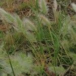 Polypogon monspeliensis Blatt