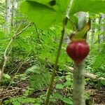 Trillium cernuum Fruit