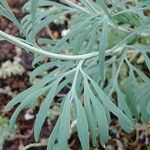Hunnemannia fumariifolia 葉