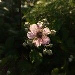 Rubus ulmifolius Flower