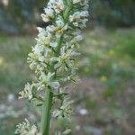 Reseda alba Flor