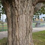 Castanea mollissima Bark