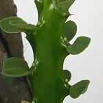Euphorbia neriifolia Hoja