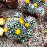 Mammillaria spinosissimaBloem