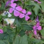 Lunaria annuaЦветок