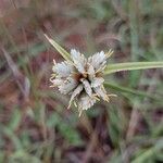 Cyperus niveus Λουλούδι