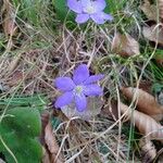 Hepatica nobilis Flower