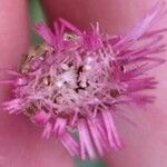 Chaptalia nutans Flower