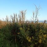 Phragmites karka Habit