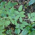 Rubus apetalus Leaf