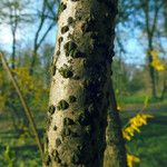 Forsythia intermedia 樹皮