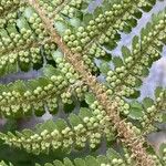 Dryopteris villarii Fruit