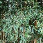 Phyllostachys aureosulcata List