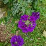 Verbena rigida Flower