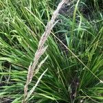 Calamagrostis × acutiflora Fruit