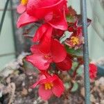 Begonia grandis Flower