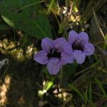 Echinacanthus attenuatus Flor