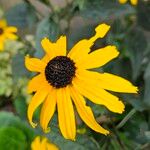 Rudbeckia fulgida Virág