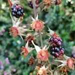 Rubus nemoralis Frukt