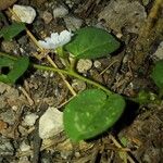 Evolvulus nummularius Leaf