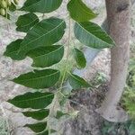 Toona ciliata Leaf