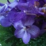 Vanda coerulea Квітка